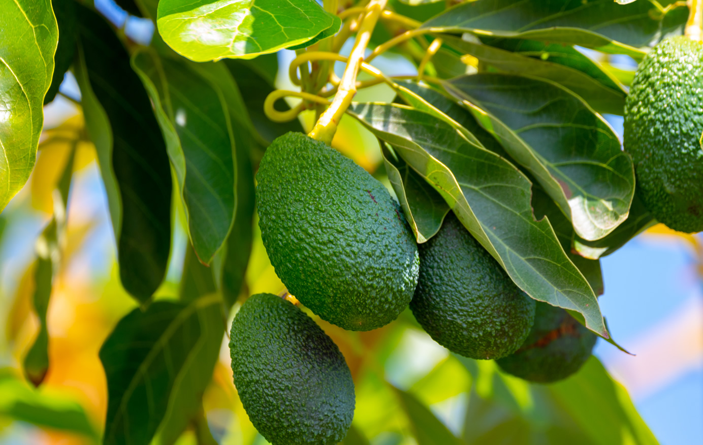 avocado
