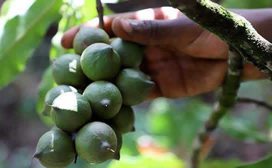 macadamia